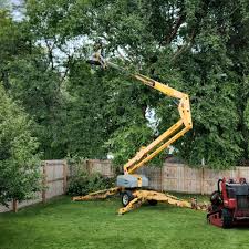 Best Palm Tree Trimming  in Breckenridge, TX