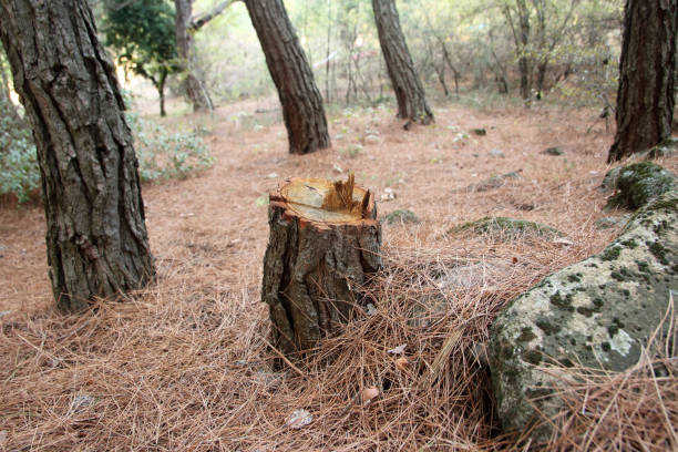 Best Tree Cabling and Bracing  in Breckenridge, TX