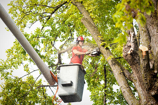 Best Tree Trimming and Pruning  in Breckenridge, TX