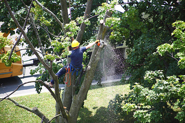 Best Aeration Services  in Breckenridge, TX