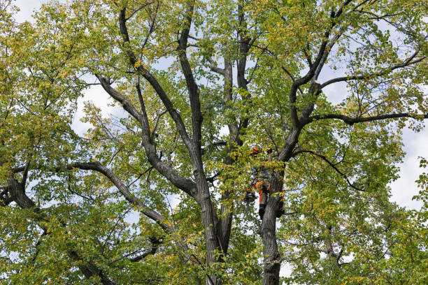How Our Tree Care Process Works  in  Breckenridge, TX